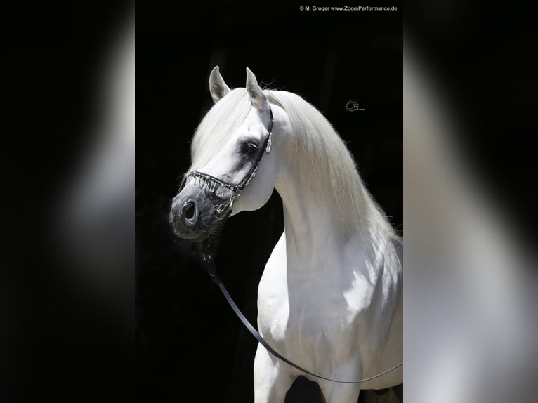 ARIAN SHAH Arabian horses Stallion Grey in Bad Oldelsoe