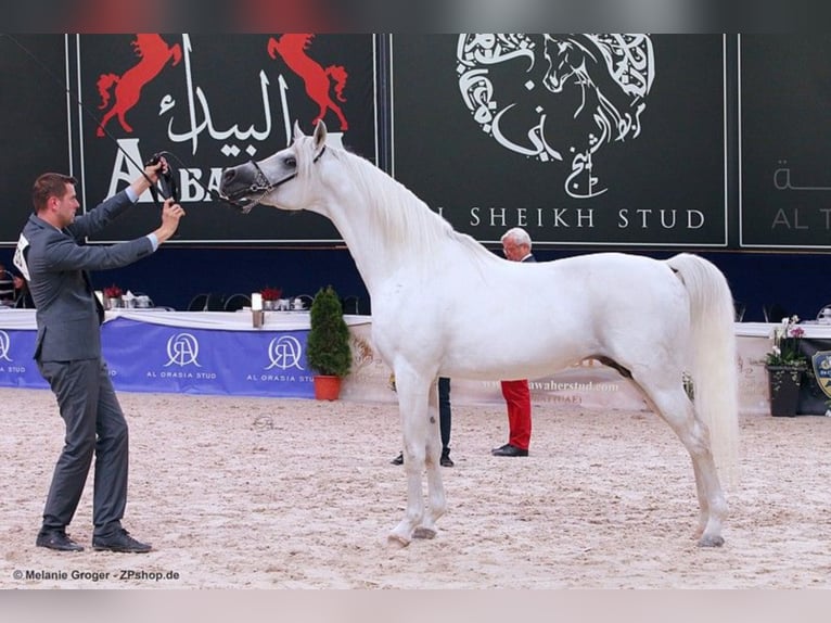 ARIAN SHAH Koń czystej krwi arabskiej Ogier Siwa in Bad Oldelsoe