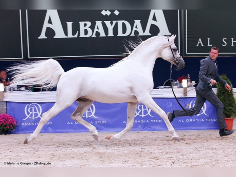 ARIAN SHAH Koń czystej krwi arabskiej Ogier Siwa in Bad Oldelsoe