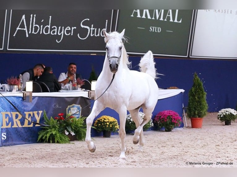 ARIAN SHAH Koń czystej krwi arabskiej Ogier Siwa in Bad Oldelsoe