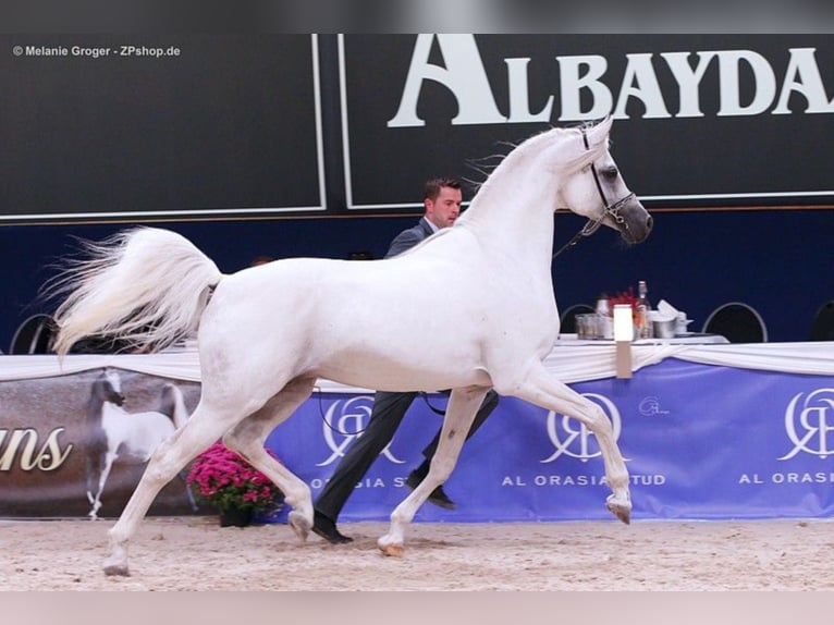 ARIAN SHAH Koń czystej krwi arabskiej Ogier Siwa in Bad Oldelsoe