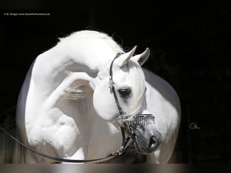 ARIAN SHAH Pur-sang arabe Étalon Gris in Bad Oldelsoe