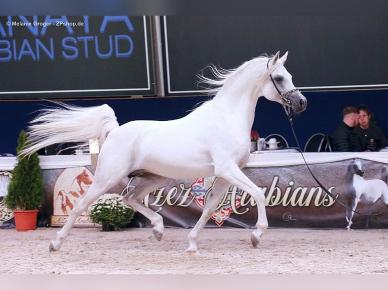 ARIAN SHAH Pur-sang arabe Étalon Gris in Bad Oldelsoe