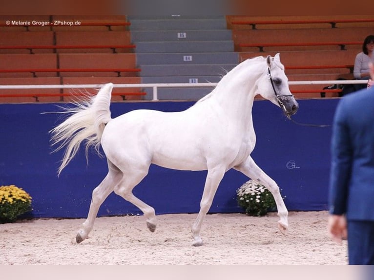 ARIAN SHAH Purosangue arabo Stallone Grigio in Bad Oldelsoe