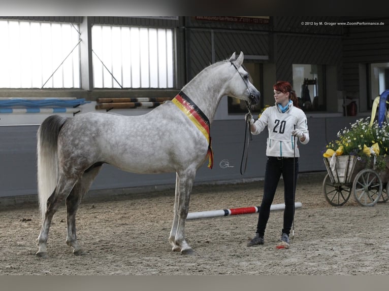 ARIAN SHAH Volbloed Arabier Hengst Schimmel in Bad Oldelsoe