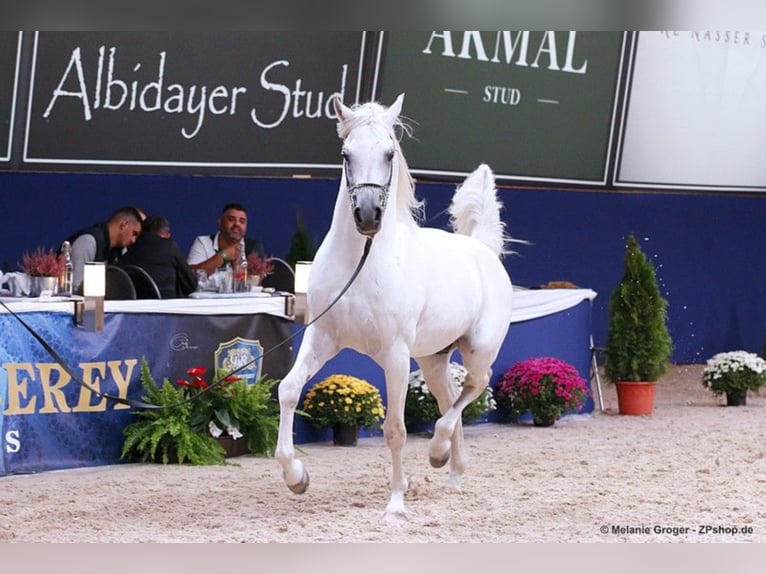 ARIAN SHAH Vollblutaraber Hengst in Bad Oldelsoe