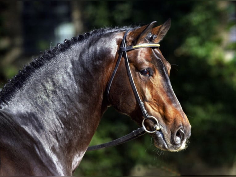 ARPEGGIO (WESTF) Westfalisk häst Hingst Mörkbrun in Warendorf