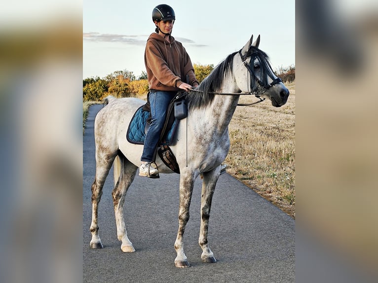 Asil Árabe Caballo castrado 10 años 154 cm Tordo in Gielert