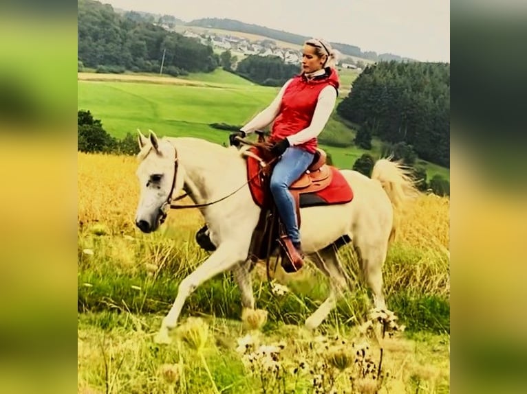 Asil Árabe Caballo castrado 10 años 154 cm Tordo in Gersheim