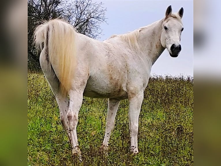 Asil Árabe Caballo castrado 10 años 154 cm Tordo in Gersheim