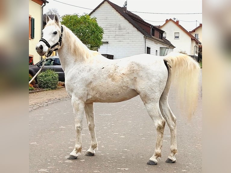 Asil Árabe Caballo castrado 10 años 154 cm Tordo in Gersheim