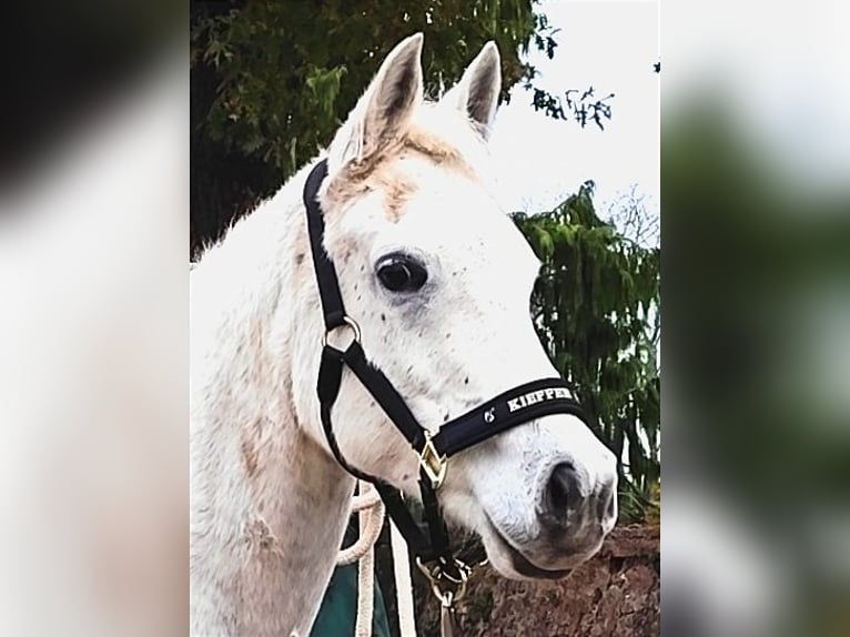 Asil Árabe Caballo castrado 10 años 154 cm Tordo in Gersheim