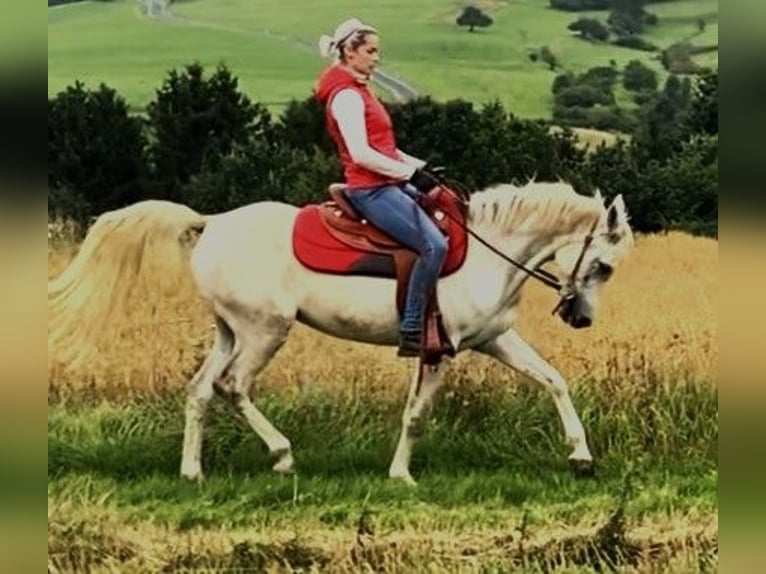 Asil Árabe Caballo castrado 10 años 154 cm Tordo in Gersheim