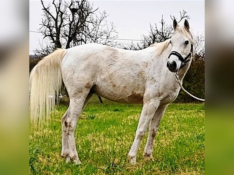 Asil Árabe Caballo castrado 10 años 154 cm Tordo in Gersheim