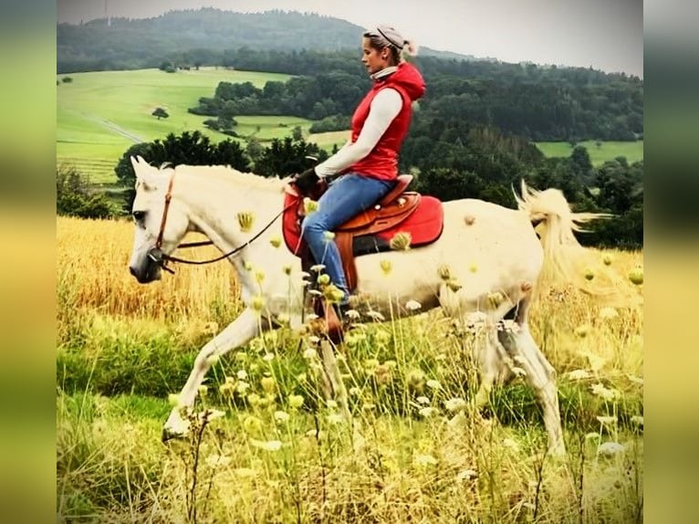 Asil Árabe Caballo castrado 10 años 154 cm Tordo in Gersheim