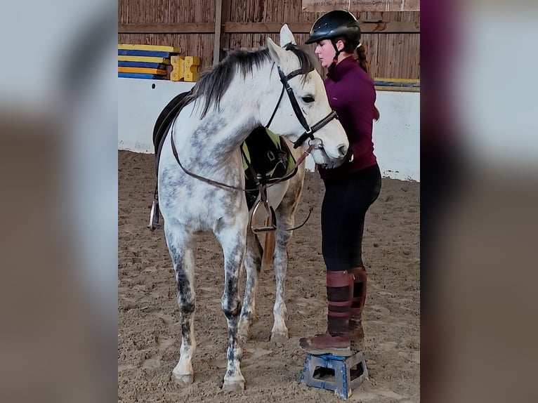 Asil Árabe Caballo castrado 10 años 155 cm Tordo in Gersheim