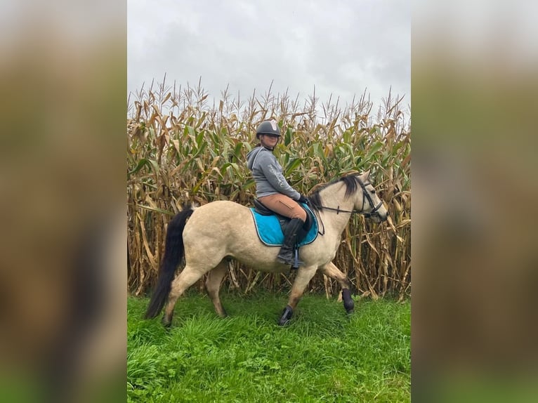 Asil Árabe Mestizo Caballo castrado 11 años 138 cm Bayo in OBIES