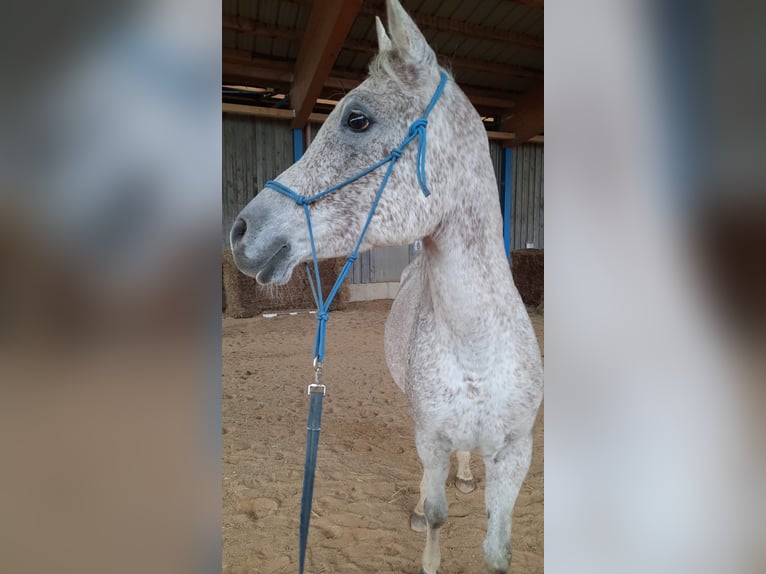 Asil Árabe Caballo castrado 11 años 158 cm Tordo picazo in Amstetten