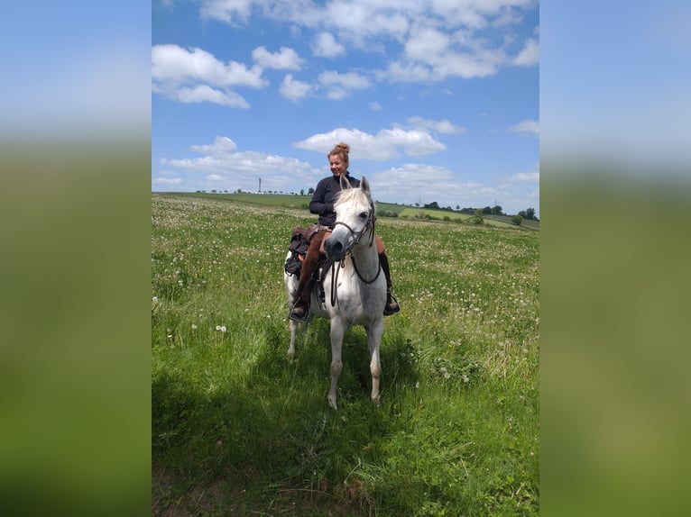 Asil Árabe Caballo castrado 14 años 153 cm Tordo in Sontheim an der Brenz