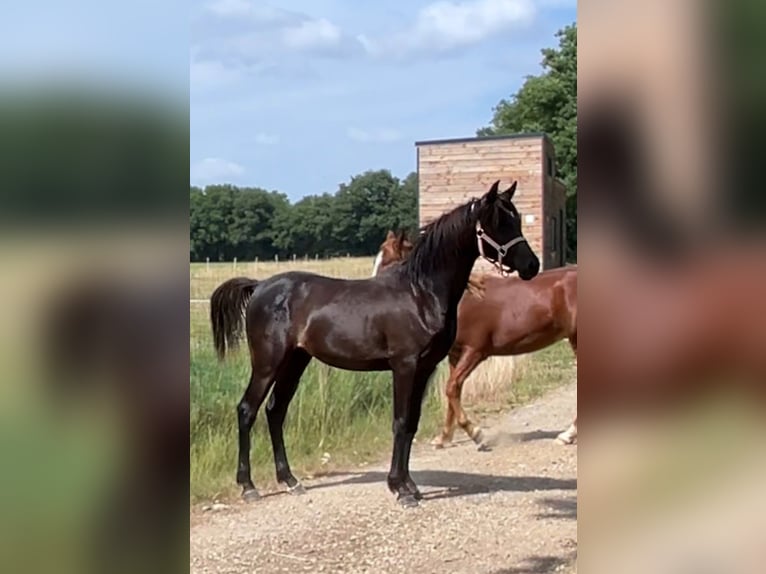 Asil Árabe Caballo castrado 1 año 147 cm Negro in VERNON