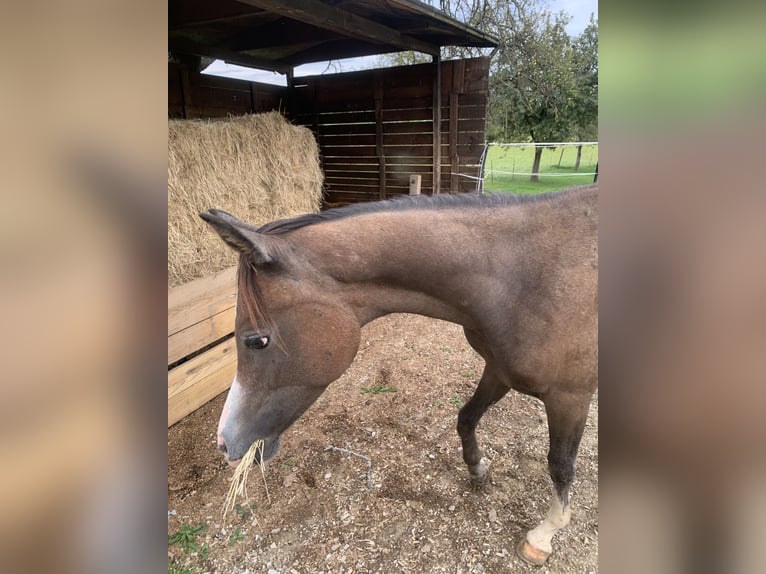 Asil Árabe Caballo castrado 1 año 152 cm Musgo in Reutlingen