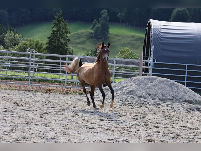 Asil Árabe Caballo castrado 2 años 158 cm Musgo marrón in Achenkirch
