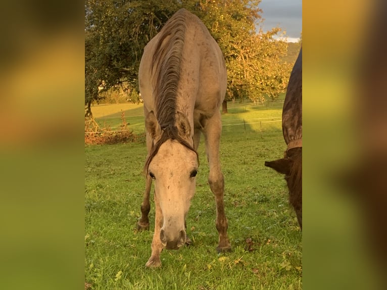 Asil Árabe Caballo castrado 2 años 160 cm Tordo ruano in Reutlingen