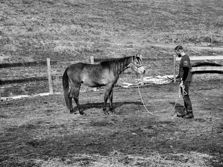 Asil Árabe Caballo castrado 3 años 155 cm Tordo in Achenkirch