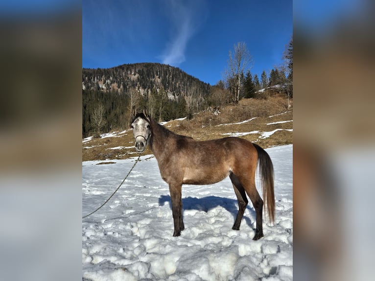 Asil Árabe Caballo castrado 3 años 155 cm Tordo in Achenkirch