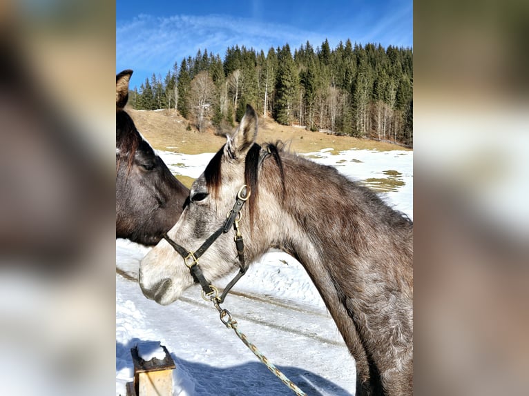 Asil Árabe Caballo castrado 3 años 155 cm Tordo in Achenkirch