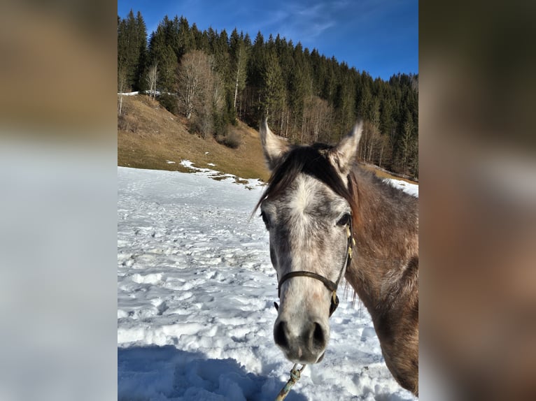 Asil Árabe Caballo castrado 3 años 155 cm Tordo in Achenkirch