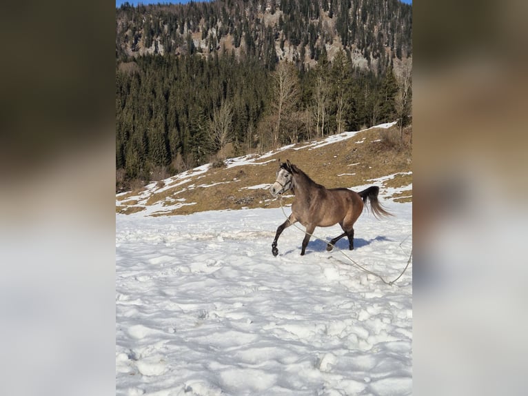 Asil Árabe Caballo castrado 3 años 155 cm Tordo in Achenkirch