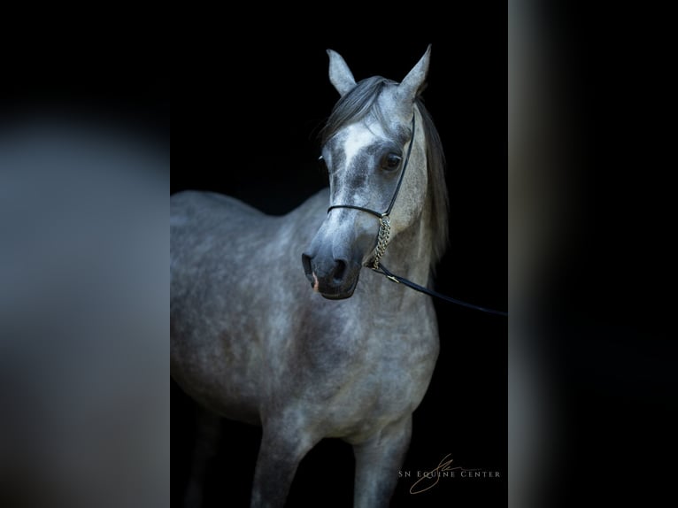 Asil Árabe Caballo castrado 3 años 162 cm Tordo in Komárov