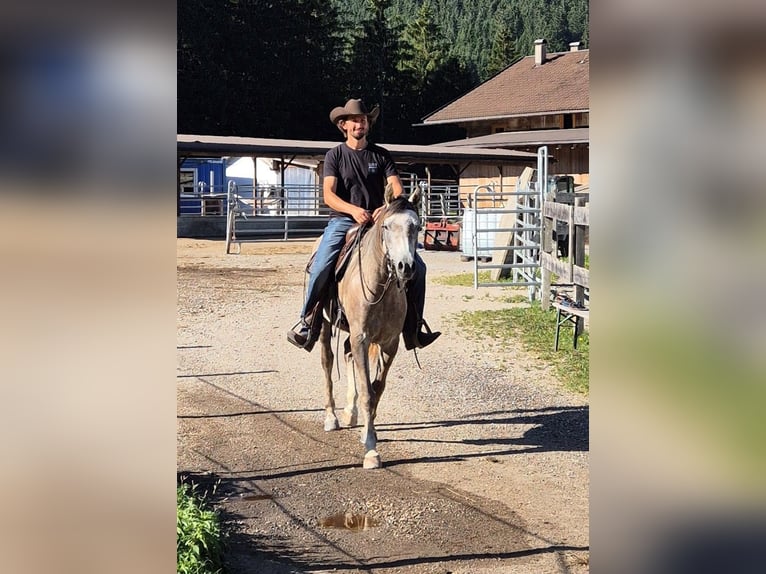Asil Árabe Caballo castrado 4 años 158 cm Tordo rodado in Achenkirch