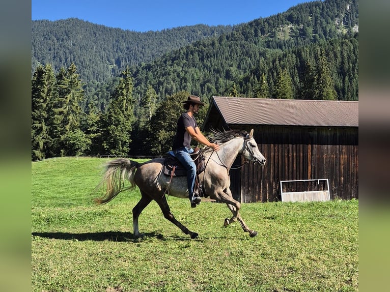Asil Árabe Caballo castrado 4 años 158 cm Tordo rodado in Achenkirch