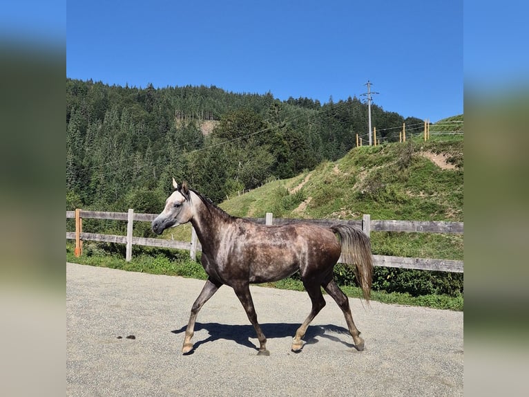 Asil Árabe Caballo castrado 4 años 158 cm Tordo rodado in Achenkirch