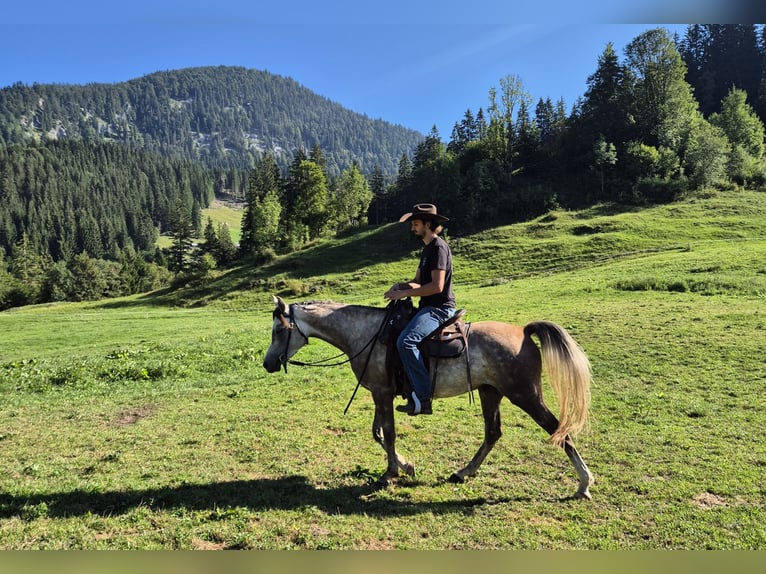 Asil Árabe Caballo castrado 4 años 158 cm Tordo rodado in Achenkirch
