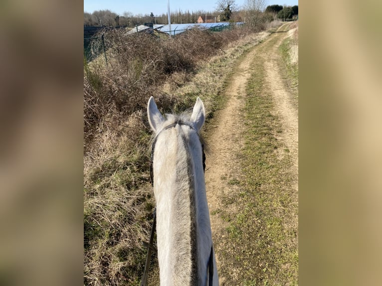 Asil Árabe Caballo castrado 5 años 165 cm Tordo in Veerle-Laakdal