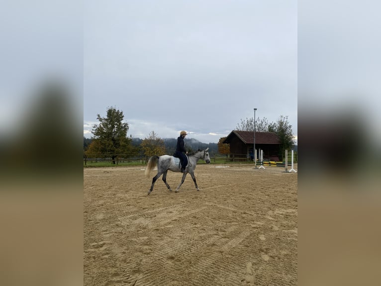 Asil Árabe Caballo castrado 6 años 150 cm Tordillo negro in ArgenbühlArgenbühl