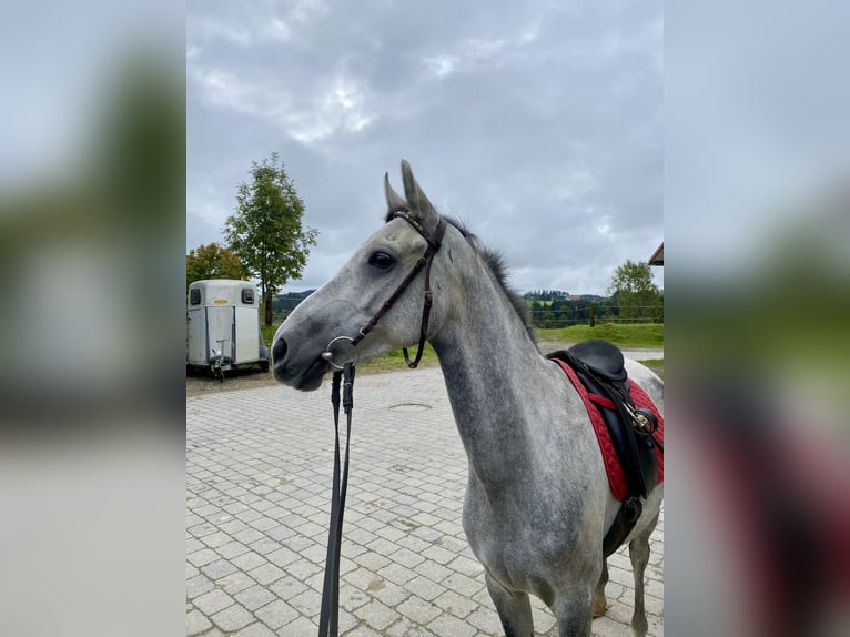 Asil Árabe Caballo castrado 6 años 150 cm Tordillo negro in ArgenbühlArgenbühl