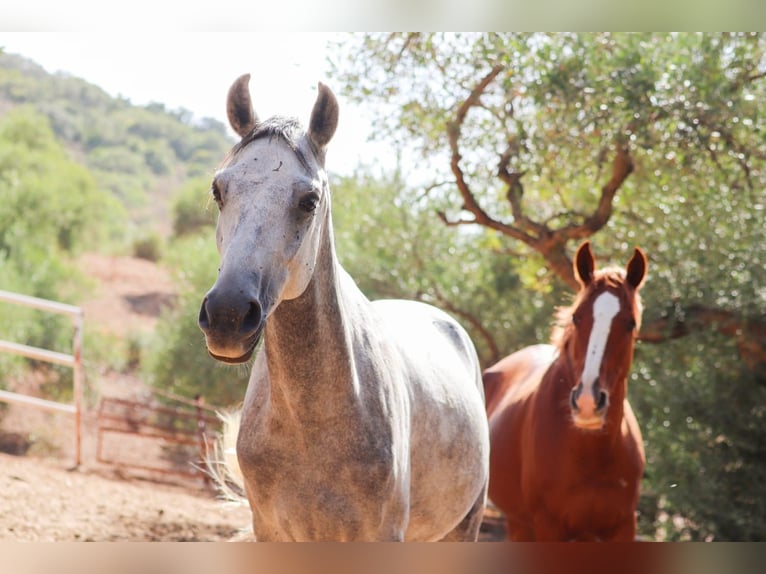 Asil Árabe Caballo castrado 6 años 150 cm Tordillo negro in ArgenbühlArgenbühl