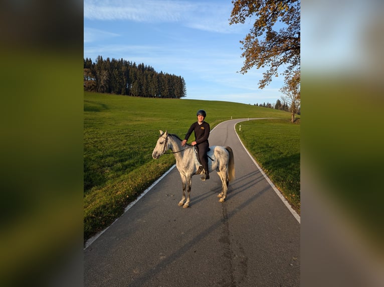 Asil Árabe Caballo castrado 6 años 150 cm Tordillo negro in ArgenbühlArgenbühl