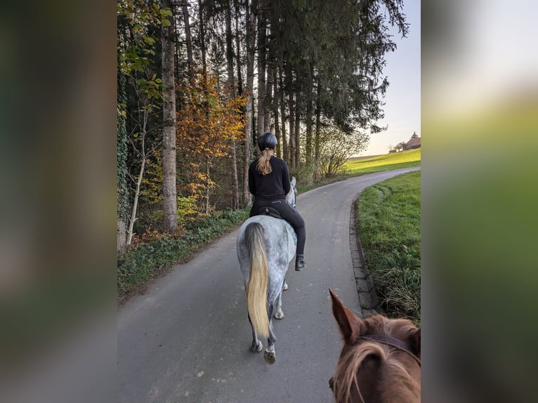 Asil Árabe Caballo castrado 6 años 150 cm Tordillo negro in ArgenbühlArgenbühl