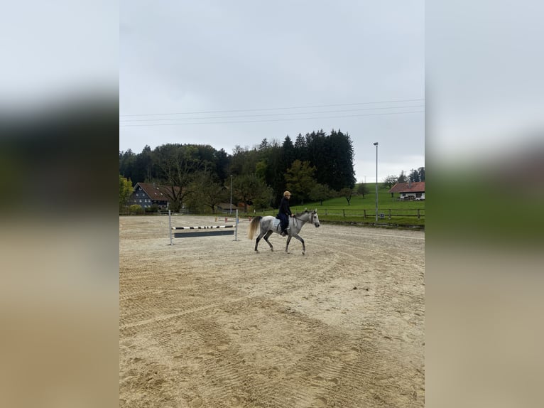 Asil Árabe Caballo castrado 6 años 150 cm Tordillo negro in ArgenbühlArgenbühl