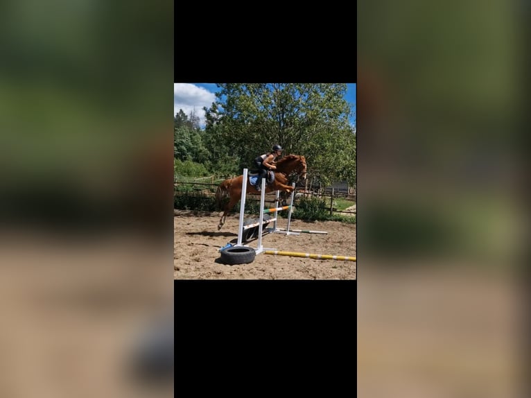 Asil Árabe Caballo castrado 6 años 152 cm Alazán in Miszewko