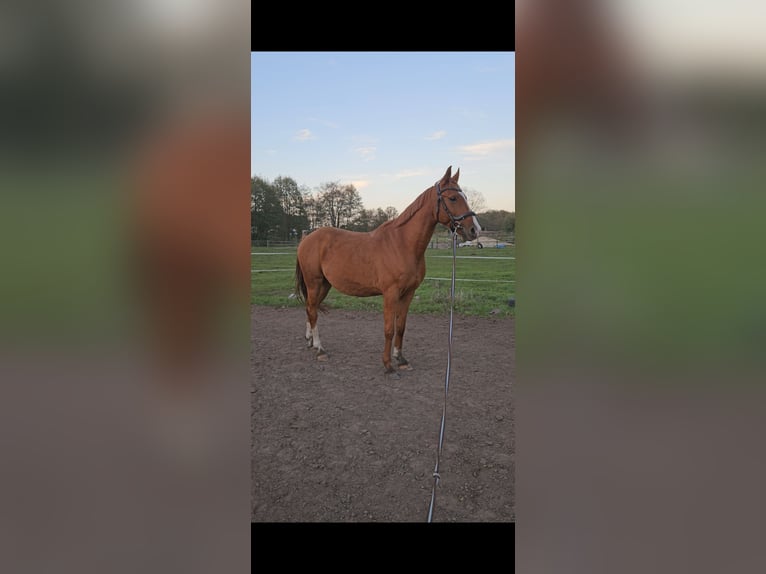 Asil Árabe Caballo castrado 6 años 152 cm Alazán in Miszewko