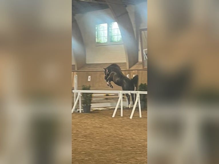 Asil Árabe Caballo castrado 7 años 156 cm Morcillo in Bern