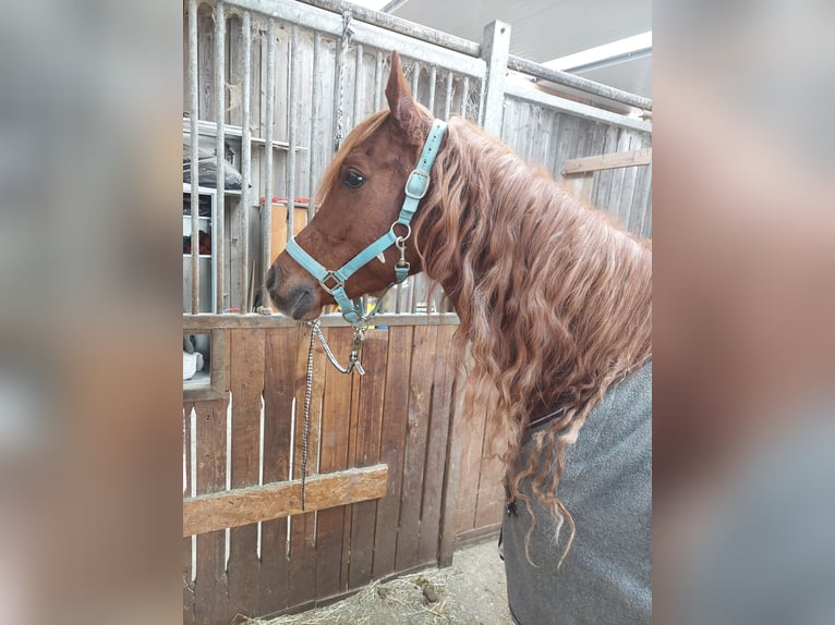 Asil Árabe Caballo castrado 8 años 154 cm Alazán in Stockach