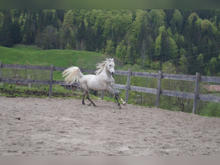 Asil Árabe Caballo castrado 8 años 158 cm Tordo picazo in Achenkirch
