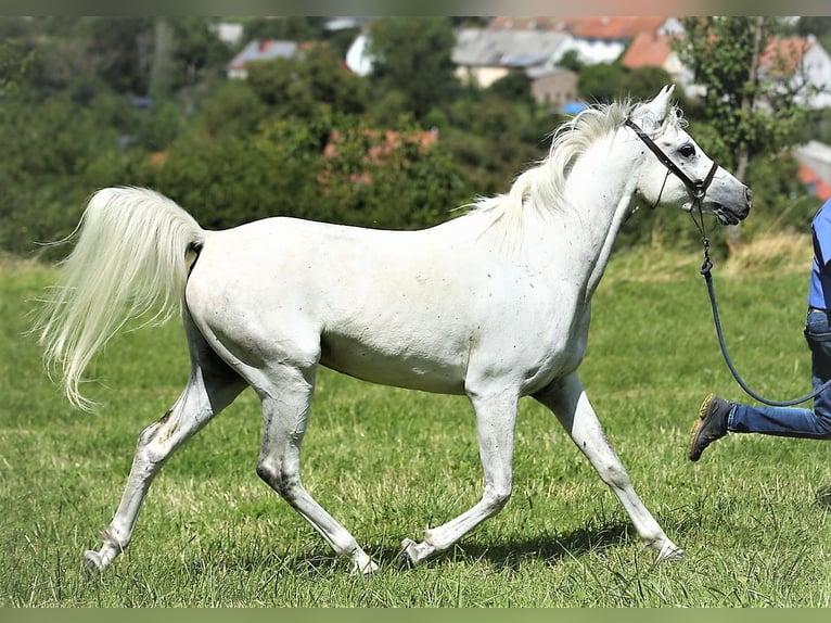 Asil Árabe Caballo castrado 9 años 154 cm Tordo in Gersheim